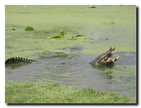 06 Meins Meins Meins